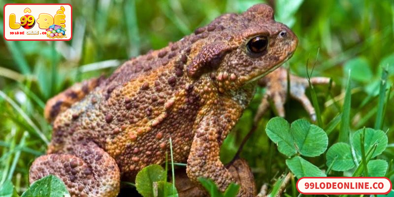 Cóc Vào Nhà Đánh Đề Số Mấy Chuẩn Theo Tâm Linh