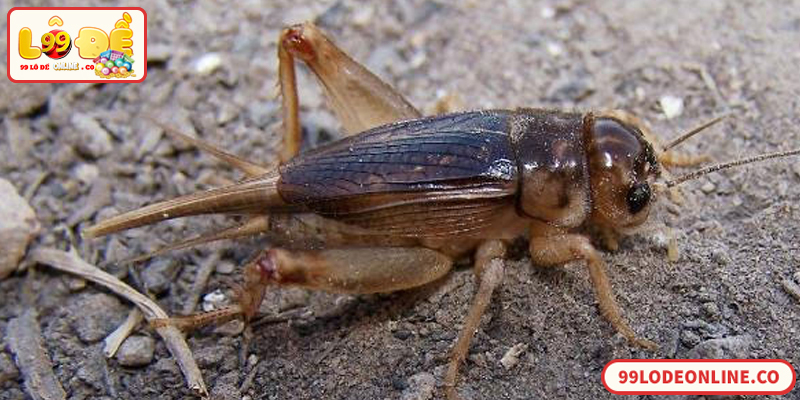 Con Dế Số Mấy? Giải Mã Điềm Báo Và Con Số Liên Quan