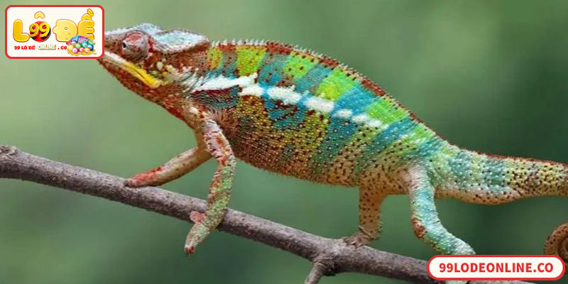 Con Tắc Kè Đánh Đề Số Mấy? Giải Mã Điềm Báo Chi Tiết