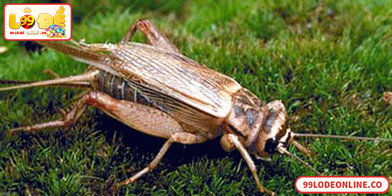 Giải mã con dế và các con số liên quan theo lô đề dân gian