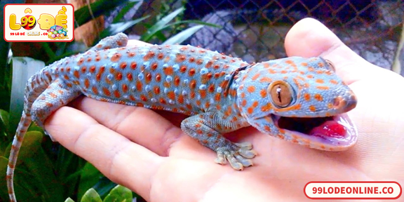 Giải mã con tắc kè đánh đề số mấy theo quan niệm dân gian