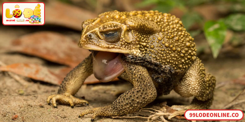 Giải mã điềm báo cóc vào nhà và con số liên quan