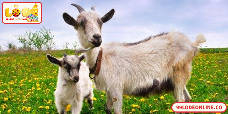 Giải mã giấc mơ thấy con dê và con số liên quan