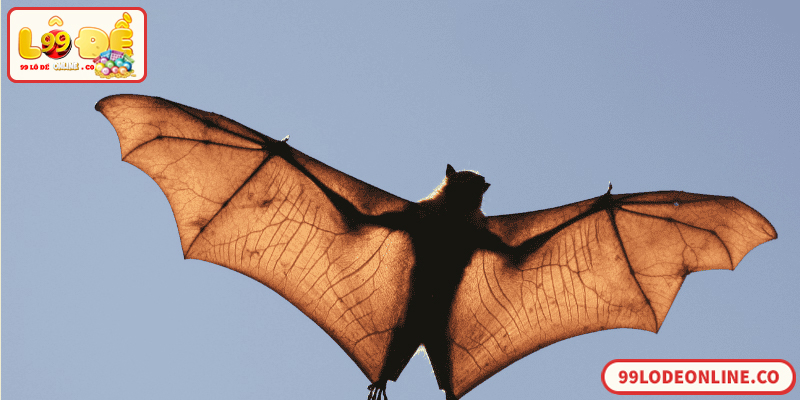 Giải mã số đề con dơi theo điềm báo dân gian chuẩn xác