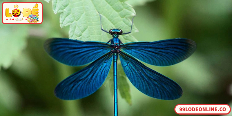 Giải mã ý nghĩa số đề con chuồn chuồn trong lô đề online