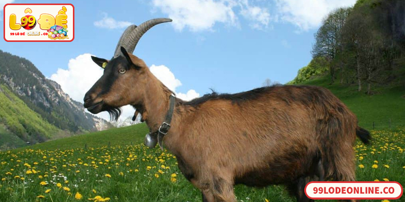 Nằm Mơ Thấy Con Dê Đánh Số Mấy Chính Xác Nhất