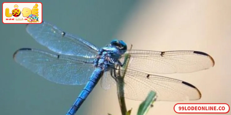 Số Đề Con Chuồn Chuồn Và Ý Nghĩa Trong Lô Đề Online