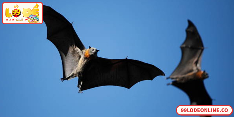 Số Đề Con Dơi: Giải Mã Điềm Báo Và Cách Luận Số Chuẩn