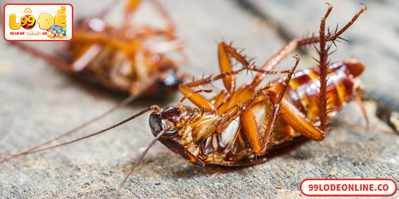 Số Đề Con Gián Trong Lô Đề Online Có Ý Nghĩa Gì?