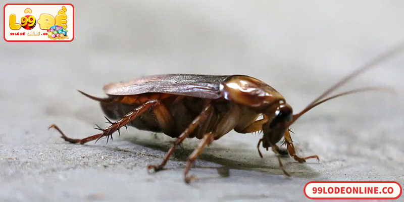 Số đề con gián trong lô đề online theo sổ mơ dân gian